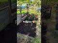 allotment progress #allotment #allotmentgardening #allotmentlife #cultivated #cultivation #teamwork