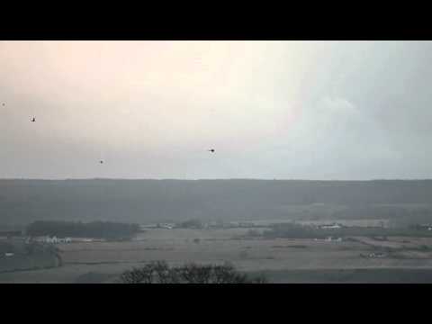 Two Red Kites soaring above Easter Ross, Scotland 2015-12-21