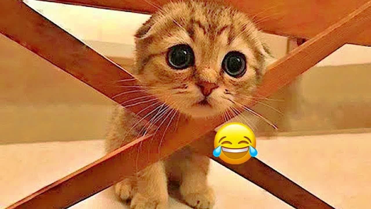 You Laugh You Lose 🐩 Funniest Cats and Dogs 2026🧡 part 4
