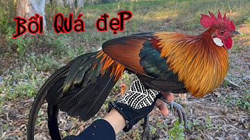 Bẩy gà rừng mới nhất 2025...bổi xung mà còn đẹp 