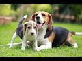 #livestream #livenow #puppy #livenews