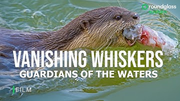 Vanishing Whiskers: Guardians of the Waters | Endangered Smooth-coated Otters | @RoundglassSustain