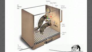 Learning Part 4 - Operant Conditioning Applied