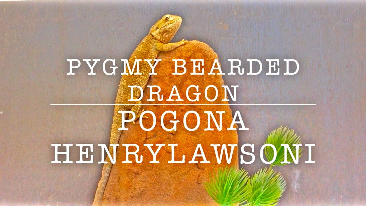lizard skin grips PYGMY BEARDED DRAGON GENERAL INFO & ENCLOSURE CHANGE