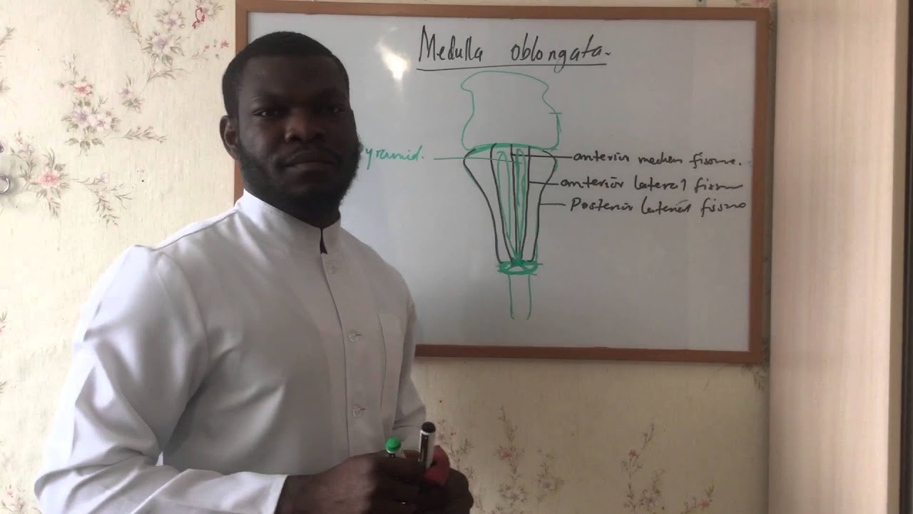 ANATOMY OF THE MEDULLA OBLONGATA PART 1 - YouTube