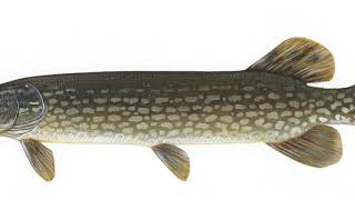 Esox | Wikipedia audio article