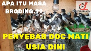 CARA TERNAK AYAM KAMPUNG SUPER UNTUK PEMULA YANG MENGUNTUNGKAN | AYAM JOPER. 