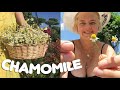 How to Grow & Harvest Chamomile | Chamomile For Tea | Drying & Tips