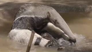 Amazing Giant Anteater