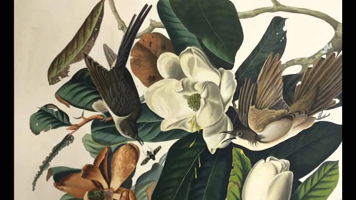 The Complete Audubon: The Birds Of America