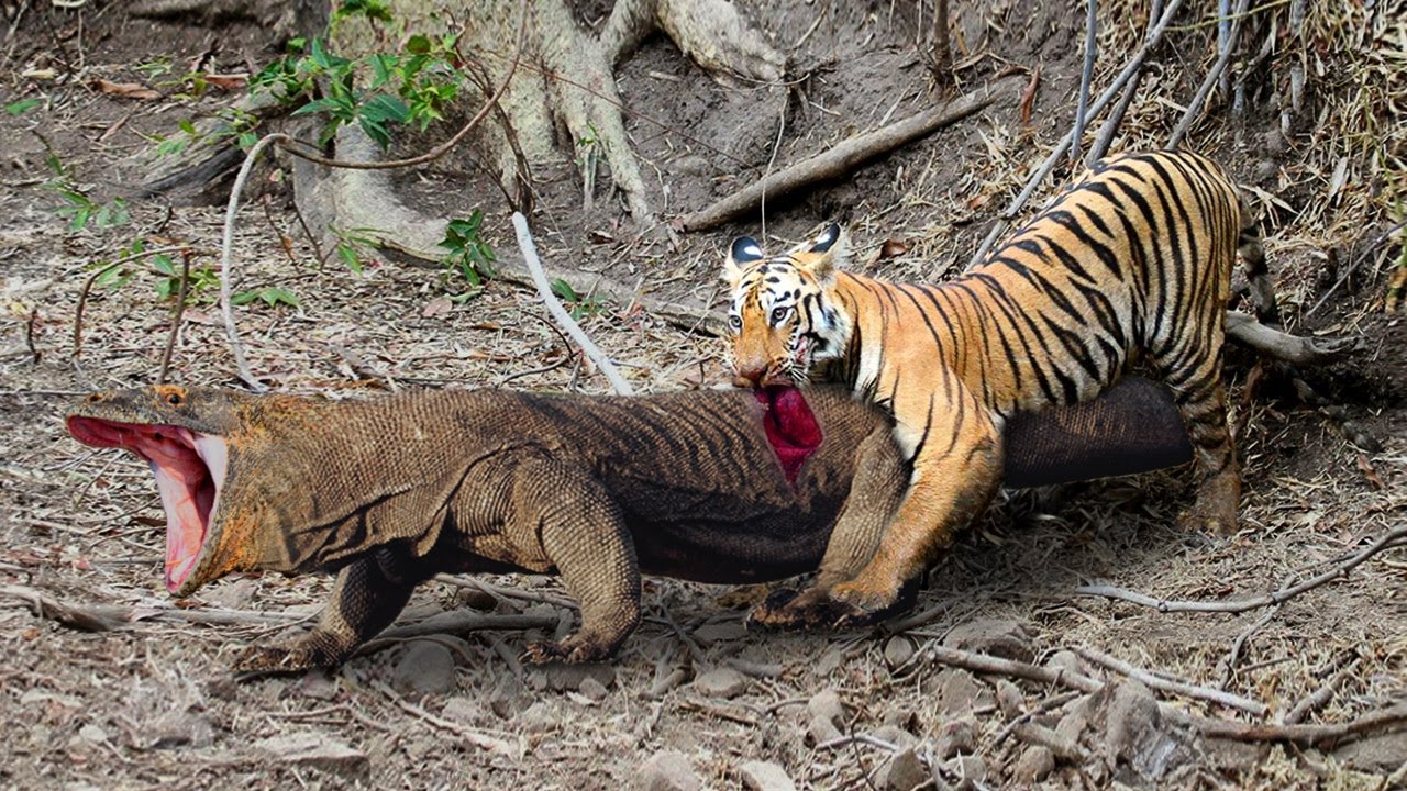 Бой КОМОДО ПРОТИВ ТИГРА, Комодо проиграл бой?