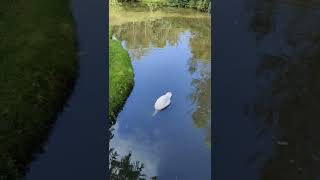 Swan 🦢 Ireland