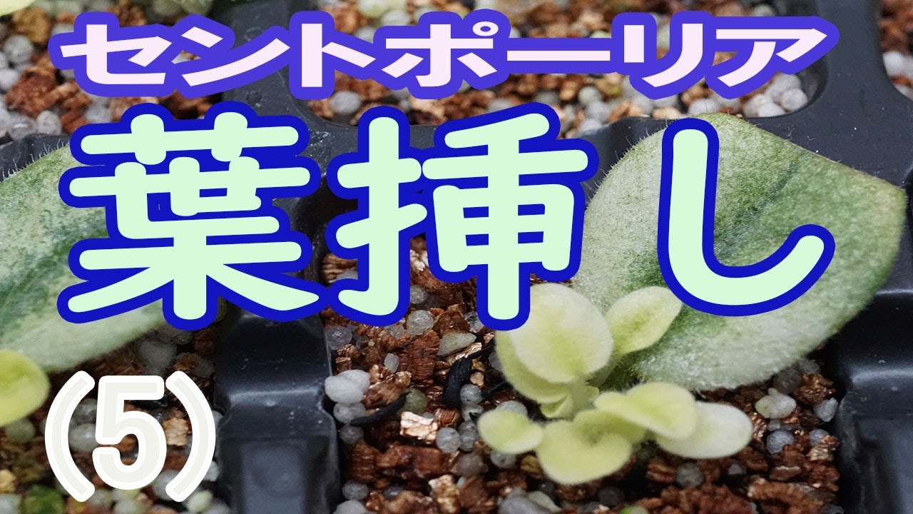 セントポーリアの葉挿し（5）たくさんの新芽が出た！葉挿しの薬浴