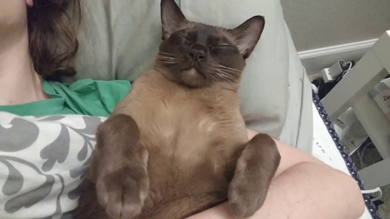 preloved burmese cats