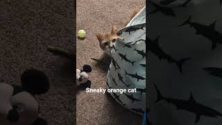 #catshorts #cat #cats #catzoomies #orangecat #abbycat#cute I love the blink at the end. #catvideos