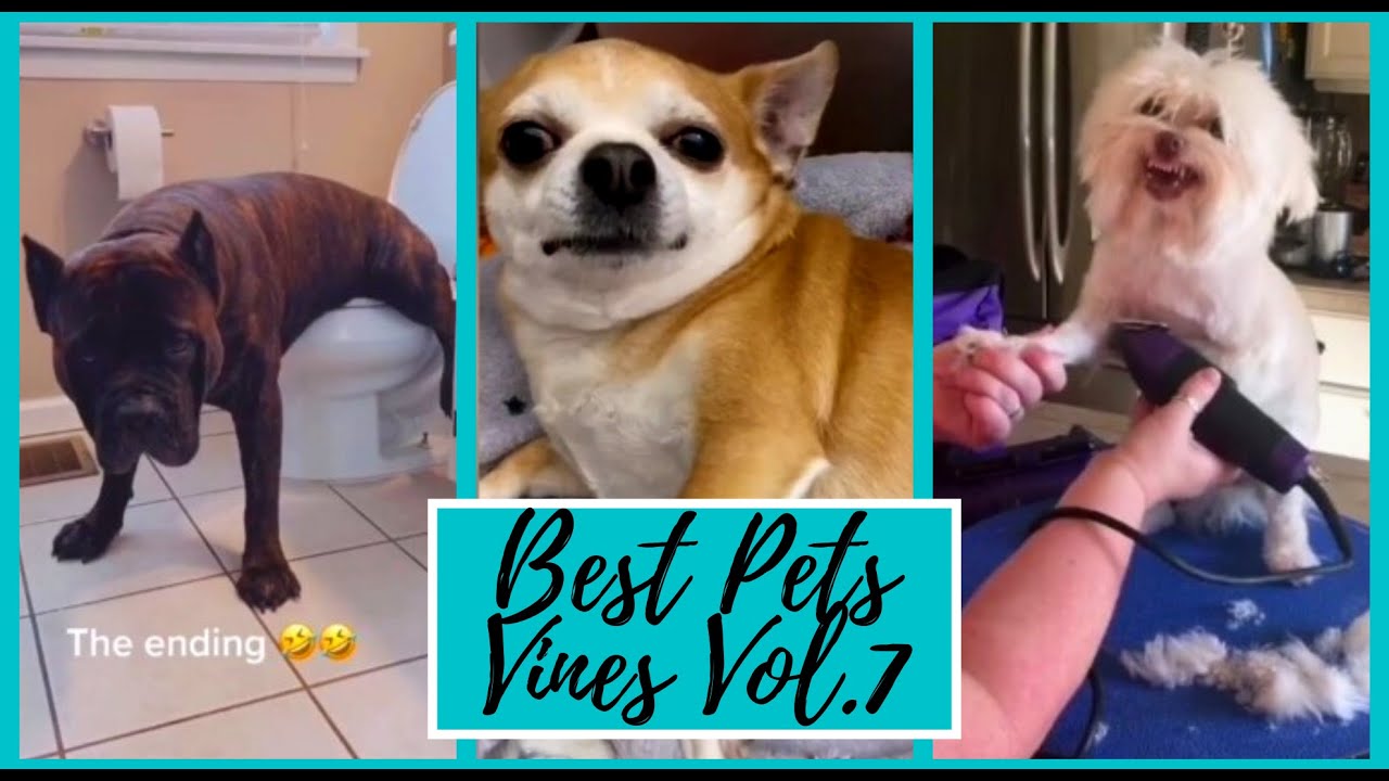 Best Pets Vines Vol.7Funniest Dogs🐶 and Cats🐺Awesome Funny Pets