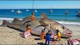 How Fishermen Catch 1,250 Tons Of Giant Alaska Pollock – A Documentary About Deep-sea Fishing