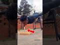 Man Does Push-Ups Over Sharp Objects.. The Ending Is Terrifying! 😱 #ExtremeStunt #viralvideo #Shorts