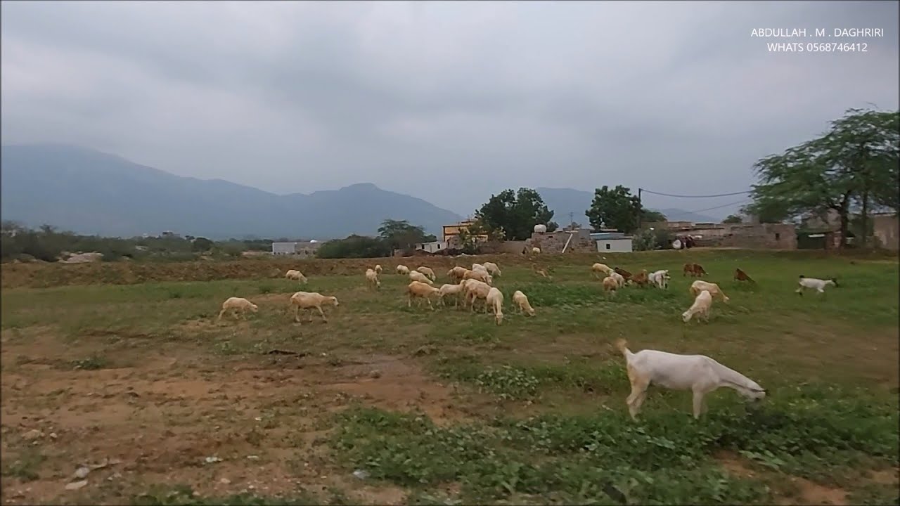 جولة مع الطبيعة الحرث واوديتها جيزان 1444