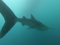 Мальдивы, дайвинг, Китовая акула