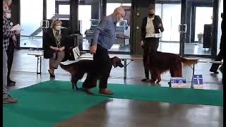 International Dog Show Kortrijk (Belgium) by Irish Setters UK & Ireland 167 views 2 years ago 1 minute, 32 seconds