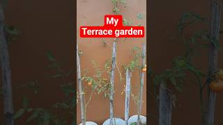 Terrace garden with vegetables | Shraddha Kitchen world #ytshorts #youtubeshorts #shorts