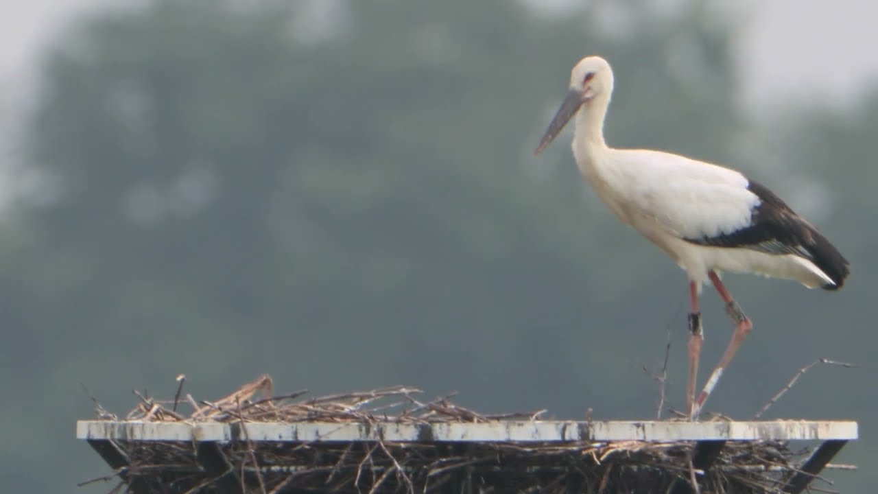右足をくの字にしているコウノトリの輝来君の様子ほか