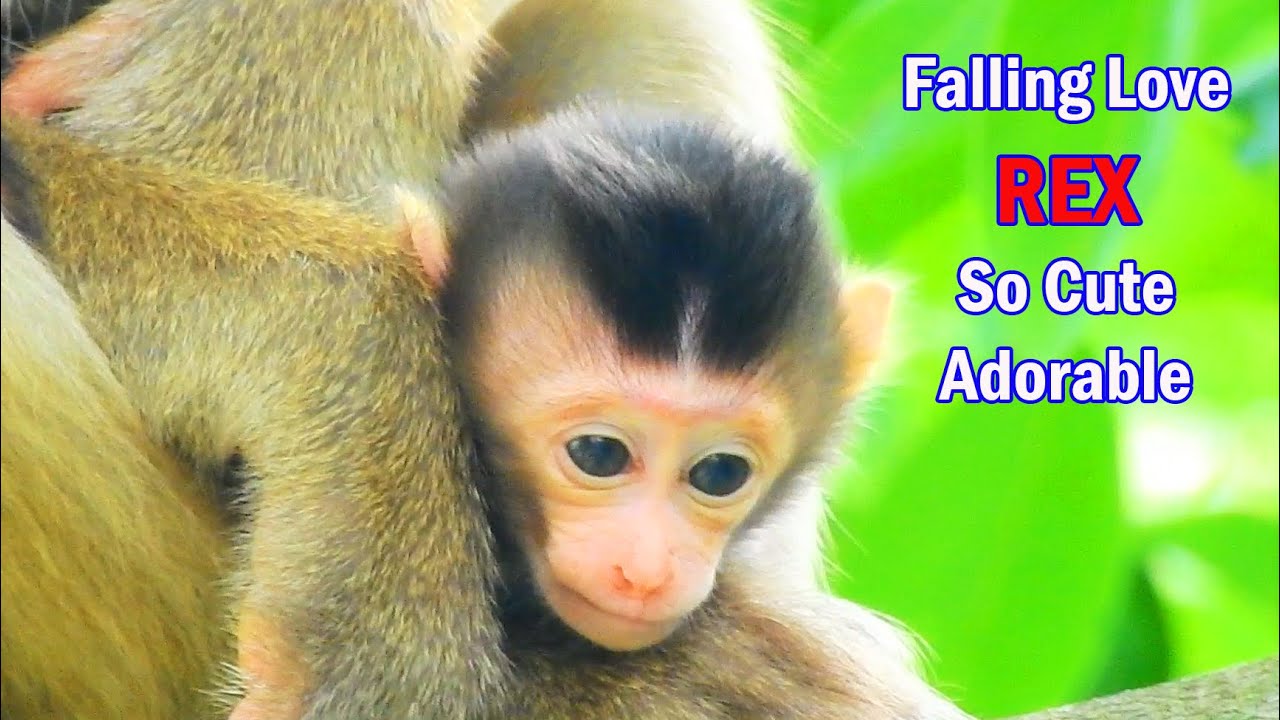 Falling In Love REX ! Real Cute & Adorable Tiny Baby Rex | Poor Mom