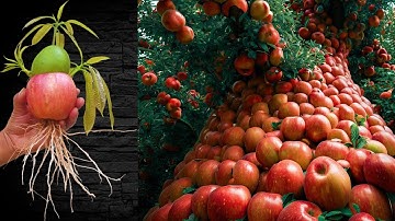 Unexpected methods with grafting apples with mangoes with unexpected results