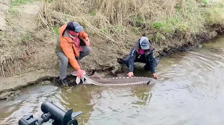 Giant Oversized NorCal Sturgeon Released, March 8, 2020