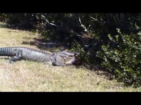 Gator Wins Python Challenge