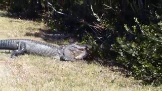 Gator Wins Python Challenge