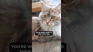 2023 Funny & Cute Cat Videos Compilation | Maine Coons Cats #jokes by SlowBlink Maine Coons 320 views 7 months ago 1 minute, 40 seconds