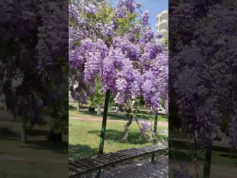 Глициния в Турции. #средиземноеморе #турция#лето#глициния#море #цветы#аромат#жизньвтурции #домуморя