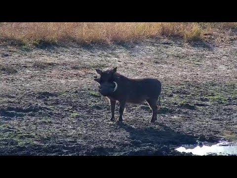 camera iphone 8 plus apk Djuma Warthog male - 06/16/19