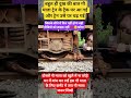 ट्रेन वाला नहीं देख पाया गौ माता को #roadsafety #shortsfeed #firfajita #viralshort #viralvideo