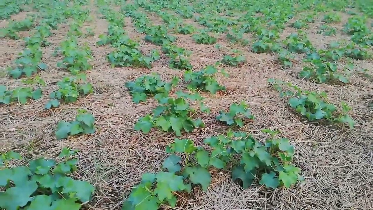 খিরা এবং শসা ক্ষেতের বিশাল প্রজেক্ট ২ | ঢাকা মুন্সীগঞ্জ | Muslim Babosa Krishi Khamar | Jamil Uddin|