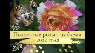 видео: Полосатые розы - эмблема 2022 года. картинка: Полосатые розы - эмблема 2022 года.
