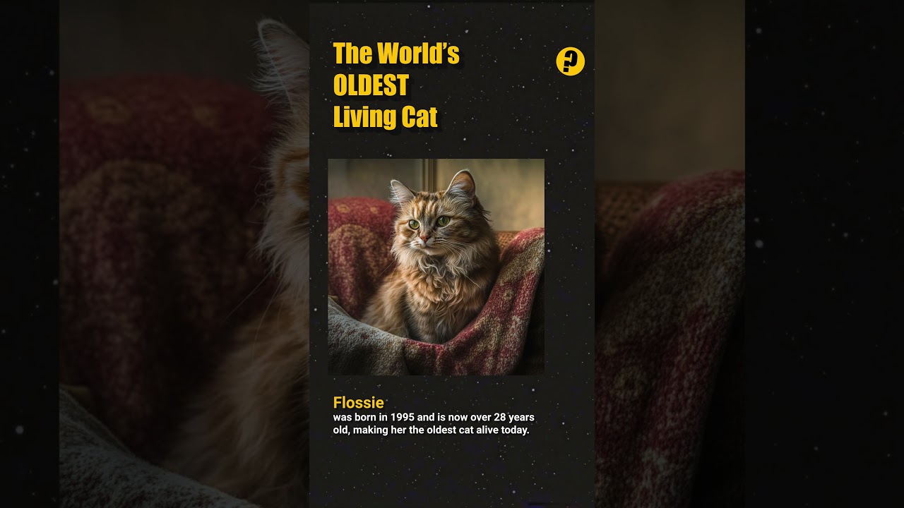 World’s OLDEST Living Cat - Did You Know?