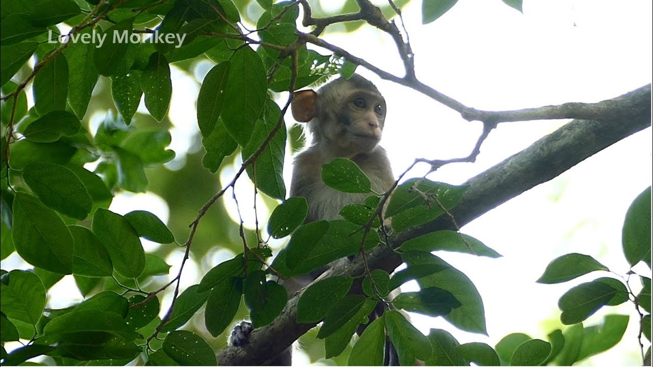 Jane Release Baby Janna Play On The Tree Without Scared Fall Down. Janna Brave To Stay Independent.