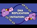 DNA Replication Quiz