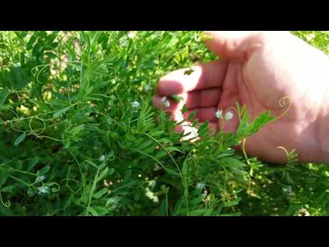 Выращивание  чечевицы.  No-till 25.06.2017