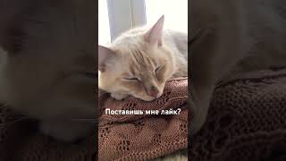 Ты можешь сказать нет всего 2 раза! #cat #кот #животные #котик