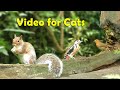 Video für Katzen zu sehen : Katzen TV - Waldtiere