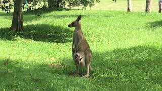 kangaroos Currumbin Valley