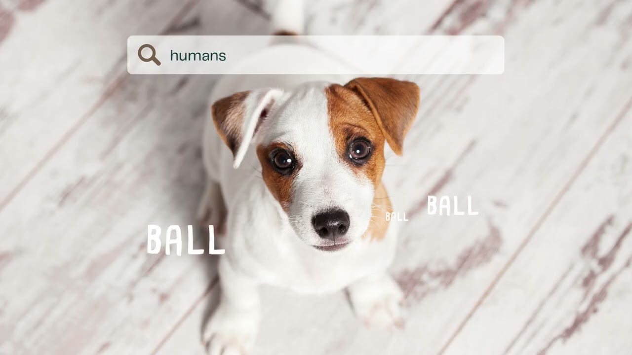 Malibu Django for the Love of your Dog