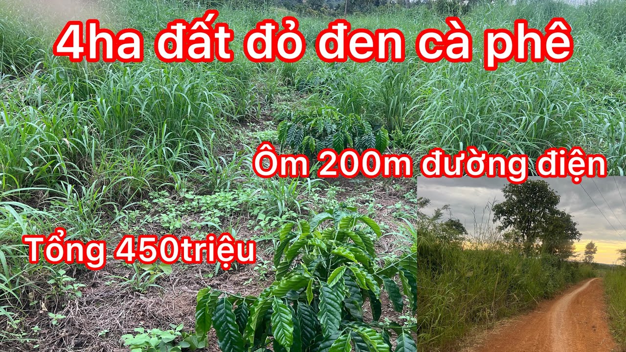  Đã chốt Cần nhượng 4ha đất đỏ đen đang trồng cà phê ôm đường điện 200m có nhà ở 