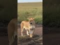 Por qué estas tribus viven bajo tierra