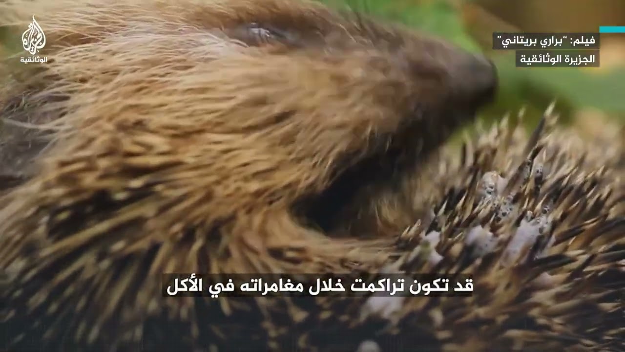 "سارق التفاح".. كيف يقضي القنفذ البريتوني يومه بحثا عن الطعام؟