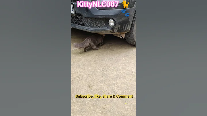 Video 11771541: tabby cat persian, cat kitten persiancat kitty, stray cat, cat meowing, cat food, adorable cats